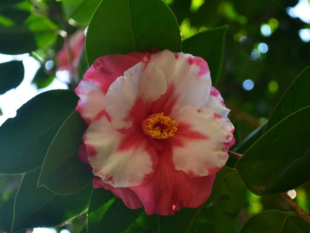 camellia poisonous to dogs